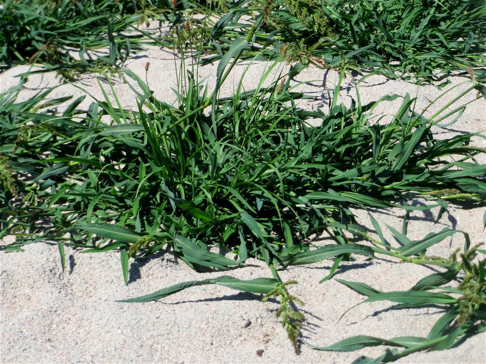 Hühnerhirse (Echinochloa crus-galli) in Hockenheim - dieses Gras hat sich auf dem "Palmenstrand" am kleinen Teich im Gartenschaupark breit gemacht