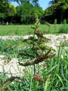 Hühnerhirse (Echinochloa crus-galli) in Hockenheim - dieses Gras hat sich auf dem "Palmenstrand" am kleinen Teich im Gartenschaupark breit gemacht