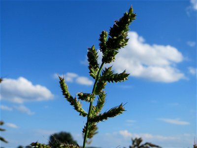 Hühnerhirse (Echinochloa crus-galli) bei Hockenheim
