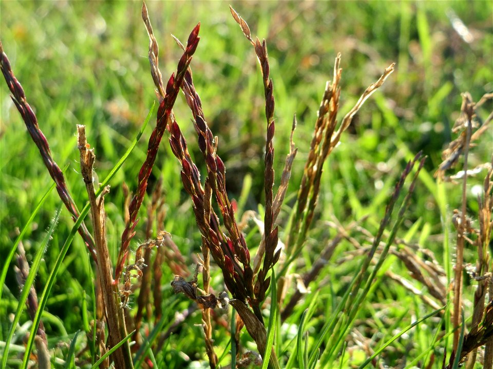 Blutrote Fingerhirse (Digitaria sanguinalis) in Hockenheim
