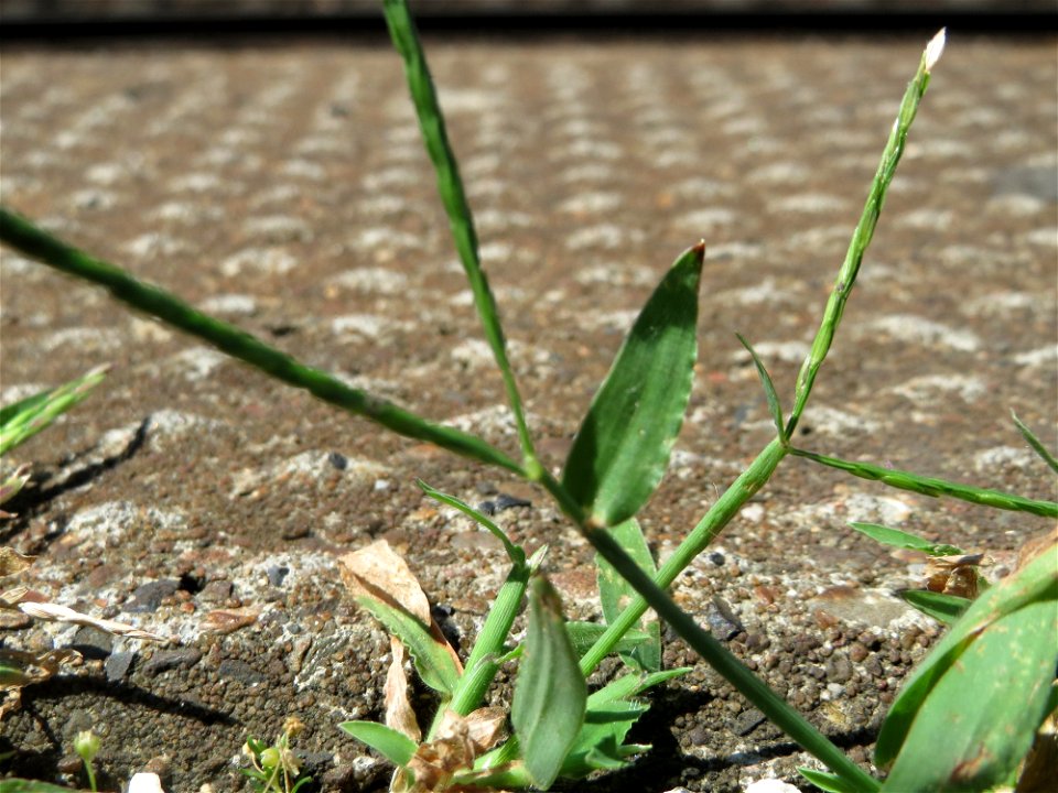 Blutrote Fingerhirse (Digitaria sanguinalis) am Bahnhof Hockenheim