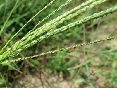 Blutrote Fingerhirse (Digitaria sanguinalis) in Hockenheim