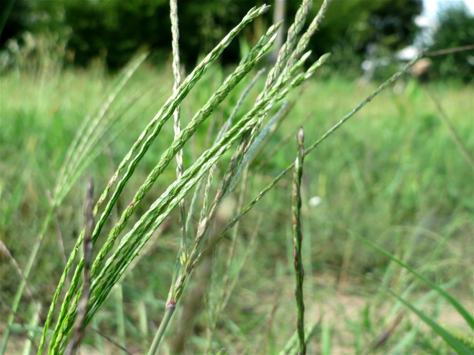Blutrote Fingerhirse (Digitaria sanguinalis) in Hockenheim