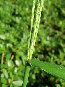 Blutrote Fingerhirse (Digitaria sanguinalis) an der Berlinallee in Hockenheim