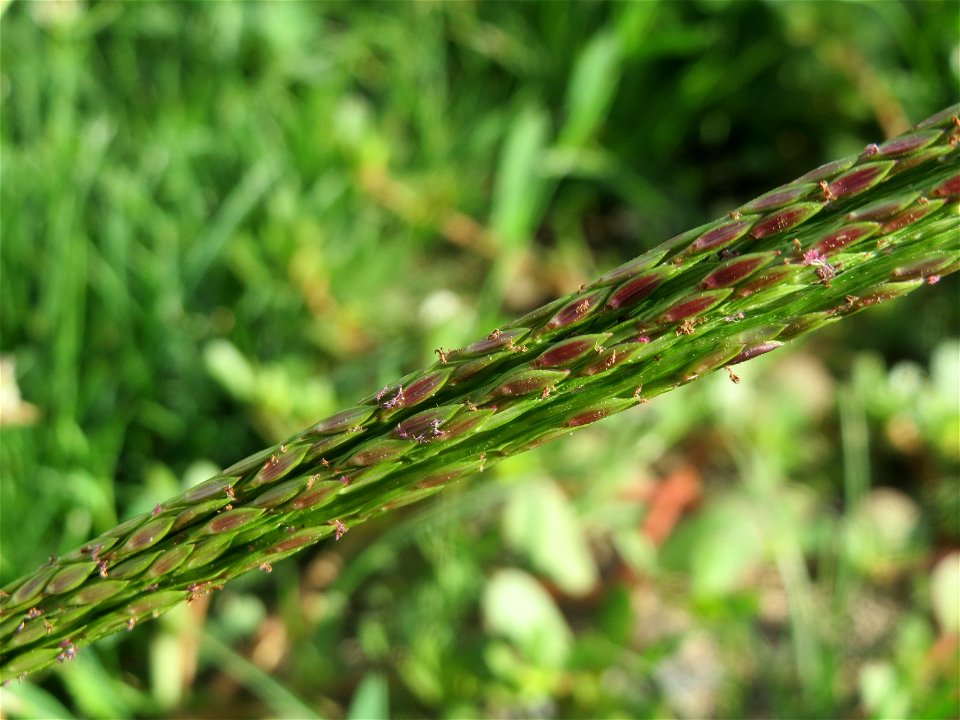 Blutrote Fingerhirse (Digitaria sanguinalis) an der Berlinallee in Hockenheim