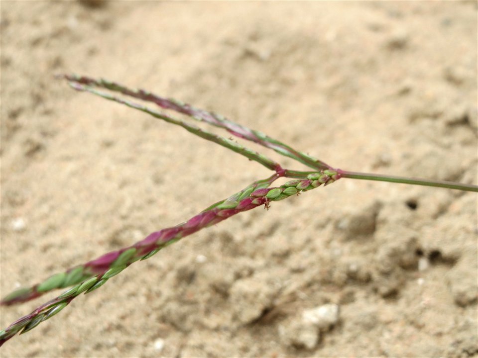 Blutrote Fingerhirse (Digitaria sanguinalis) an den Oftersheimer Dünen