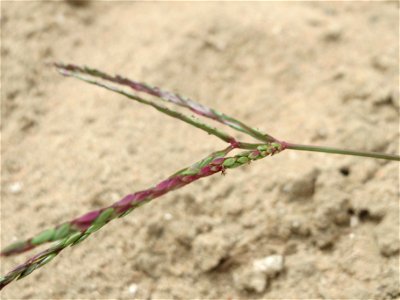 Blutrote Fingerhirse (Digitaria sanguinalis) an den Oftersheimer Dünen