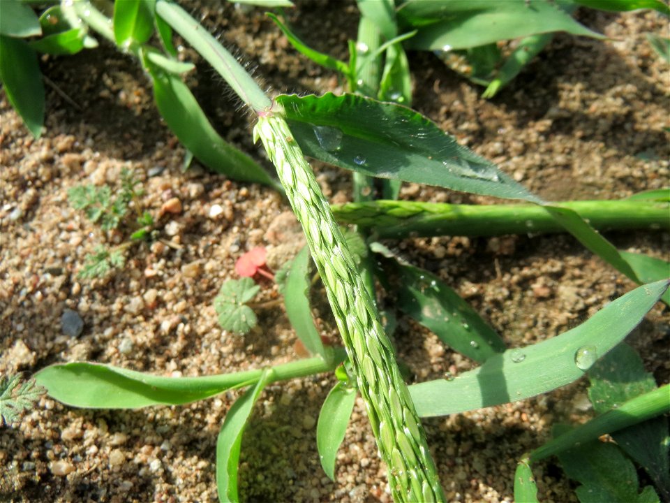 Blutrote Fingerhirse (Digitaria sanguinalis) an einer Ruderalstelle in der Berlinallee in Hockenheim