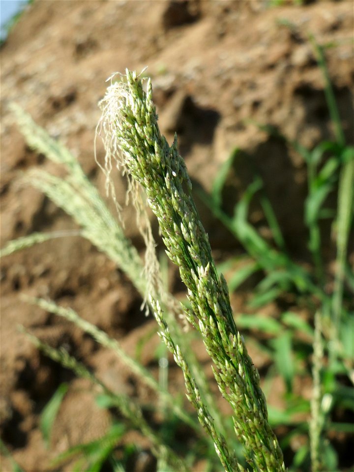 Blutrote Fingerhirse (Digitaria sanguinalis) an einer Ruderalstelle in der Berlinallee in Hockenheim