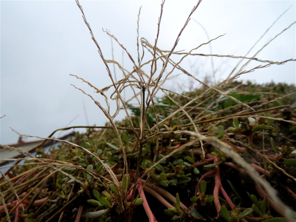 Blutrote Fingerhirse (Digitaria sanguinalis) in Hockenheim