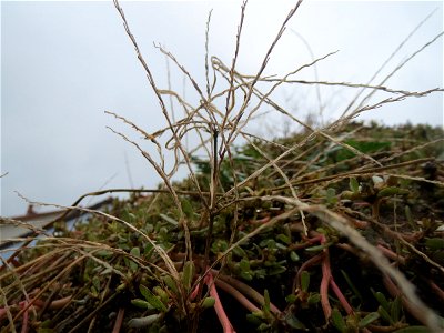 Blutrote Fingerhirse (Digitaria sanguinalis) in Hockenheim