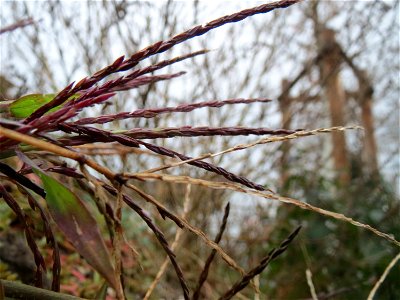 Blutrote Fingerhirse (Digitaria sanguinalis) in Hockenheim