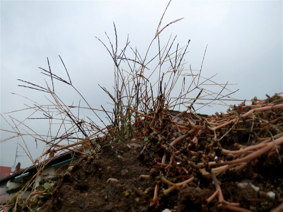 Blutrote Fingerhirse (Digitaria sanguinalis) in Hockenheim