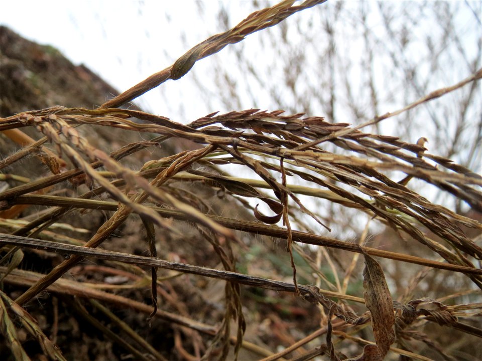 Blutrote Fingerhirse (Digitaria sanguinalis) auf einer Ruderalfläche an der Berlinallee in Hockenheim
