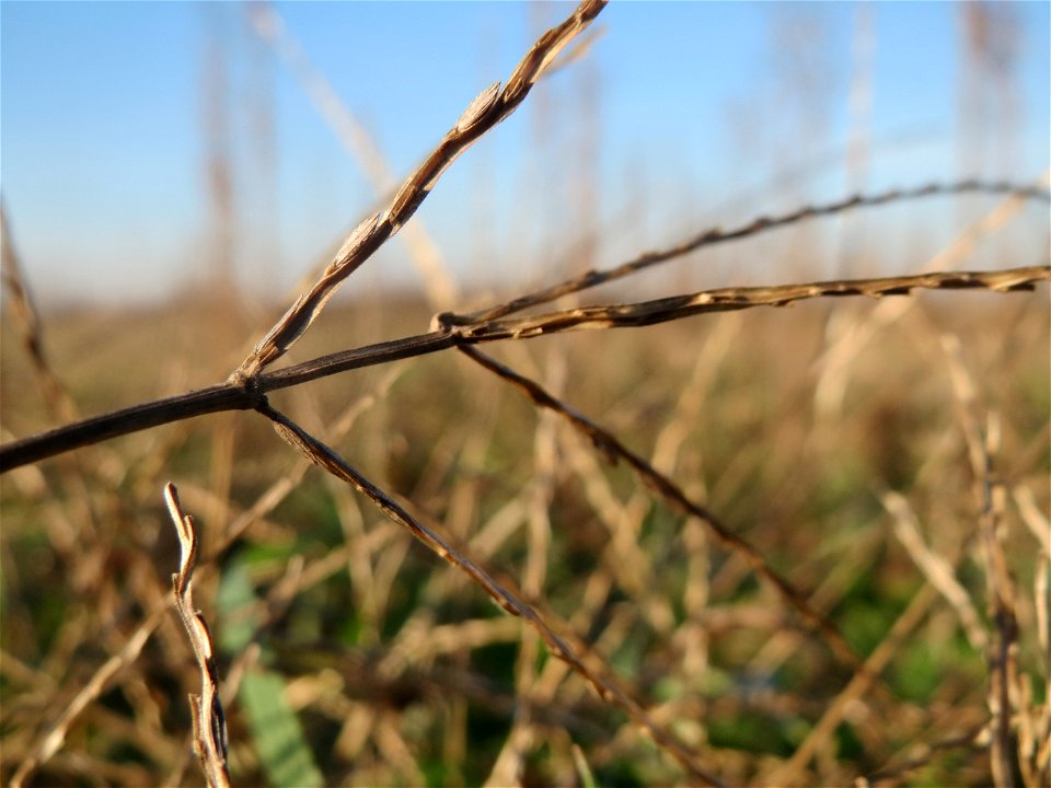 Blutrote Fingerhirse (Digitaria sanguinalis) bei Reilingen