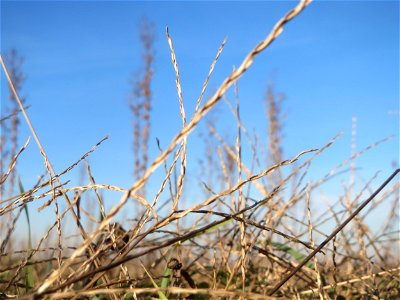 Blutrote Fingerhirse (Digitaria sanguinalis) bei Reilingen