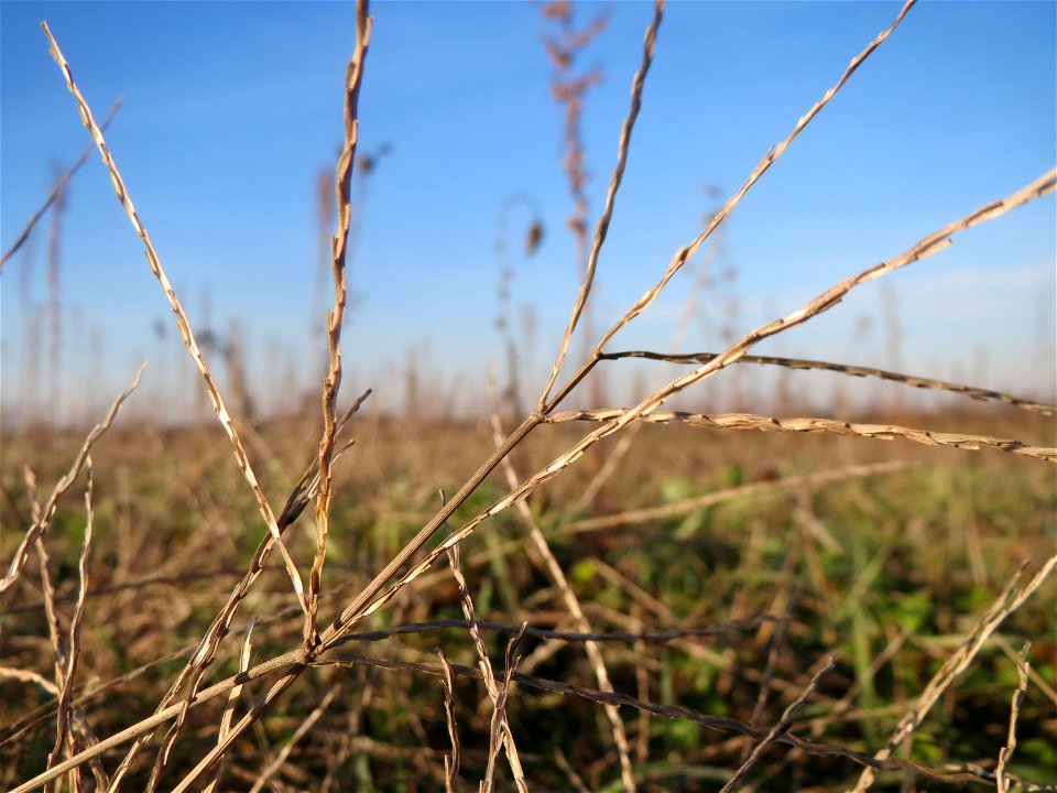 Blutrote Fingerhirse (Digitaria sanguinalis) bei Reilingen