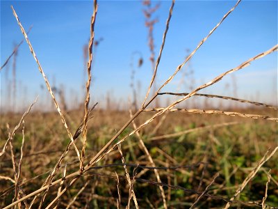 Blutrote Fingerhirse (Digitaria sanguinalis) bei Reilingen