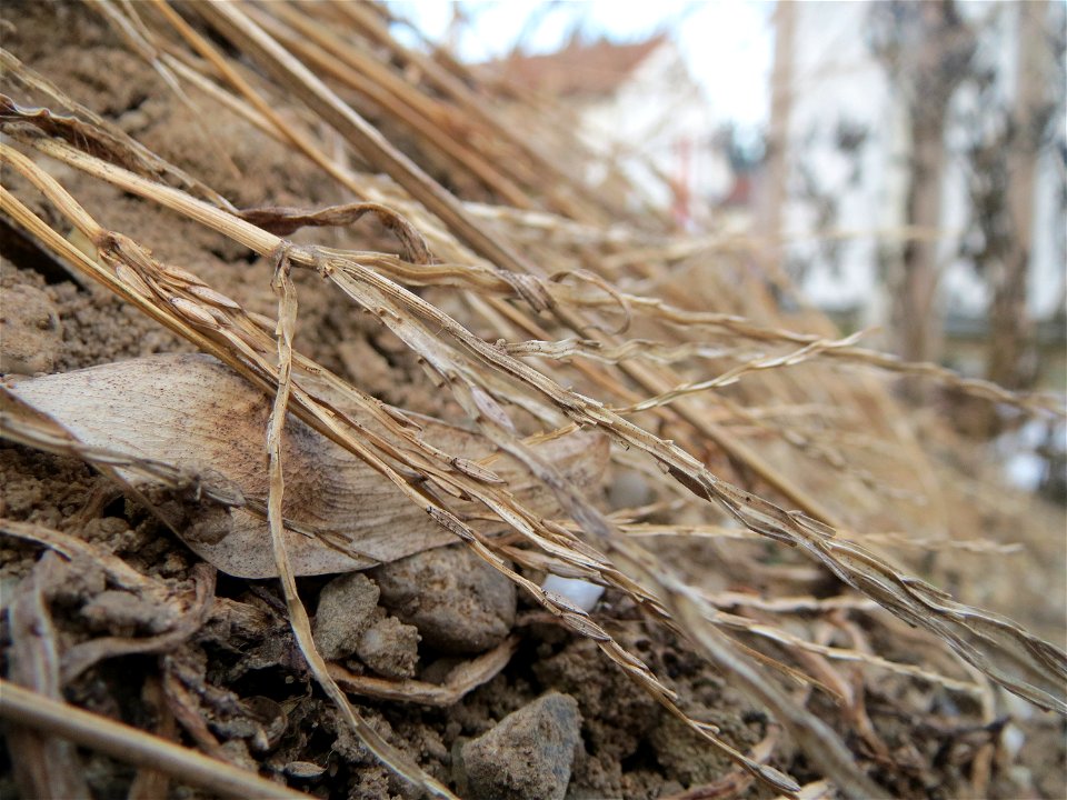 Blutrote Fingerhirse (Digitaria sanguinalis) auf einer Ruderalfläche an der Berlinallee in Hockenheim
