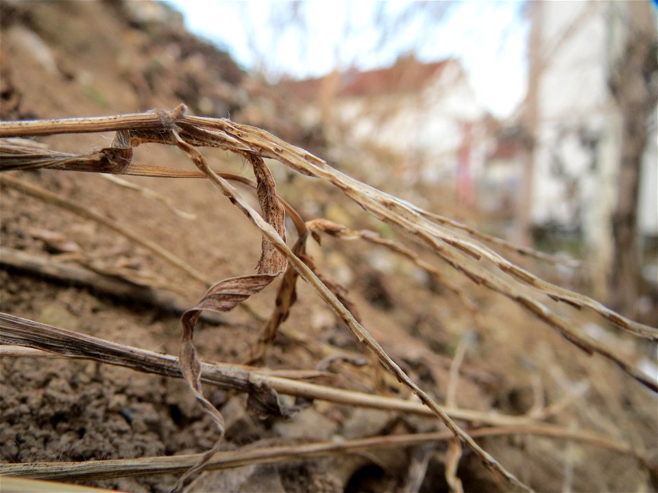 Blutrote Fingerhirse (Digitaria sanguinalis) auf einer Ruderalfläche an der Berlinallee in Hockenheim