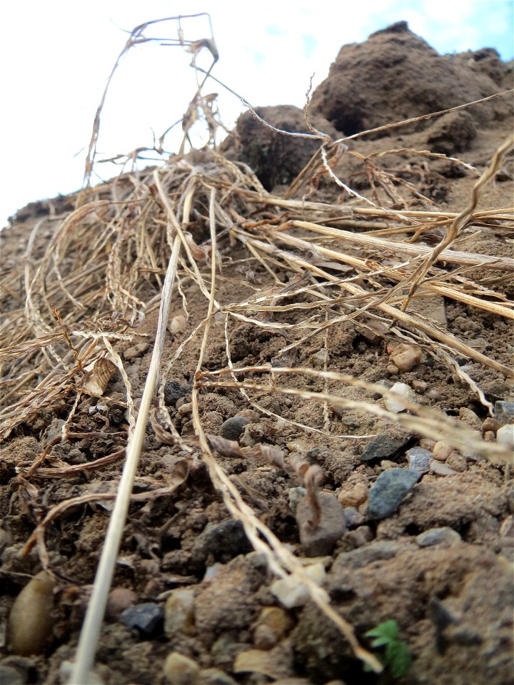 Blutrote Fingerhirse (Digitaria sanguinalis) auf einer Ruderalfläche an der Berlinallee in Hockenheim