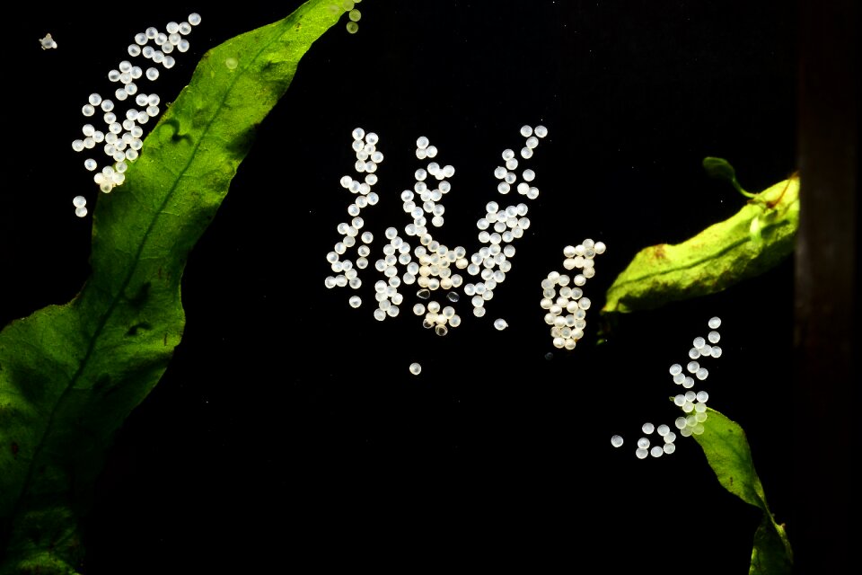 Fish aquarium water