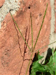 Blutrote Fingerhirse (Digitaria sanguinalis) an der Friedhofsmauer in Hockenheim