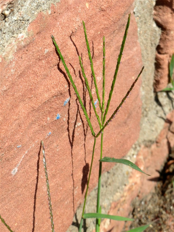 Blutrote Fingerhirse (Digitaria sanguinalis) an der Friedhofsmauer in Hockenheim