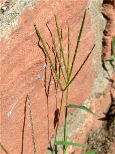 Blutrote Fingerhirse (Digitaria sanguinalis) an der Friedhofsmauer in Hockenheim
