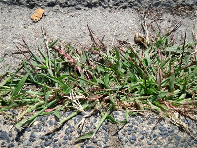 Ritzenbotanik: Blutrote Fingerhirse (Digitaria sanguinalis) an einer Bordsteinkante in Hockenheim