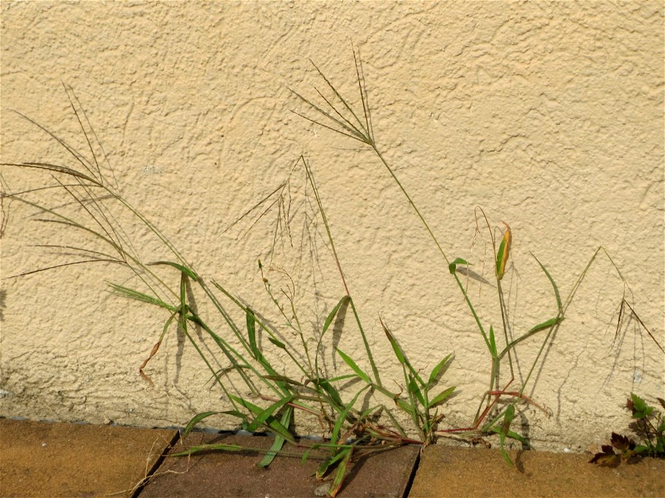 Ritzenbotanik: Blutrote Fingerhirse (Digitaria sanguinalis) in Hockenheim