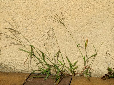 Ritzenbotanik: Blutrote Fingerhirse (Digitaria sanguinalis) in Hockenheim