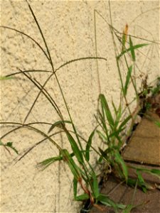 Ritzenbotanik: Blutrote Fingerhirse (Digitaria sanguinalis) in Hockenheim