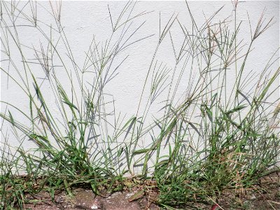 Ritzenbotanik: Blutrote Fingerhirse (Digitaria sanguinalis) an einer Hauswand in Hockenheim