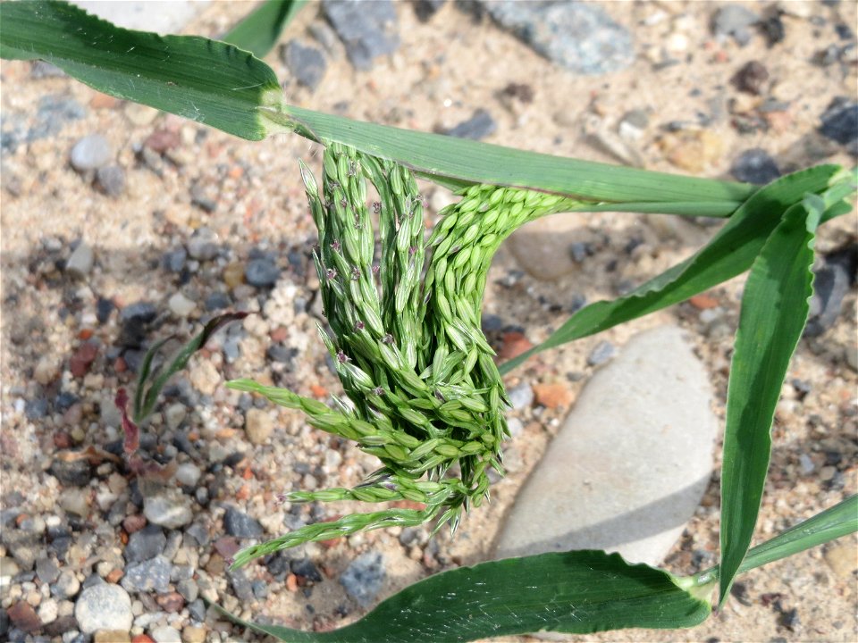 Blutrote Fingerhirse (Digitaria sanguinalis) auf Schotter am Bahnhof Schwetzingen