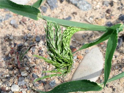 Blutrote Fingerhirse (Digitaria sanguinalis) auf Schotter am Bahnhof Schwetzingen