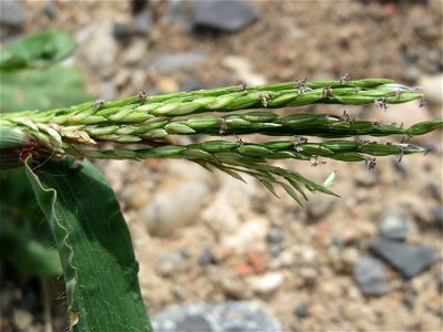 Blutrote Fingerhirse (Digitaria sanguinalis) auf Schotter am Bahnhof Schwetzingen