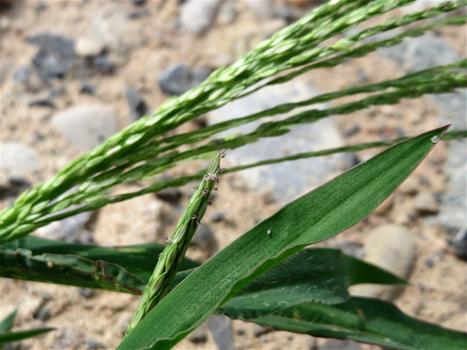 Blutrote Fingerhirse (Digitaria sanguinalis) auf Schotter am Bahnhof Schwetzingen