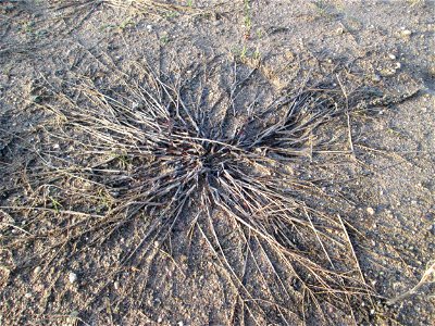Blutrote Fingerhirse (Digitaria sanguinalis) auf einer sandigen Brachfläche bei Hockenheim