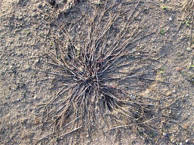 Blutrote Fingerhirse (Digitaria sanguinalis) auf einer sandigen Brachfläche bei Hockenheim