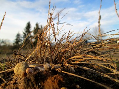 Blutrote Fingerhirse (Digitaria sanguinalis) auf einer sandigen Brachfläche bei Hockenheim