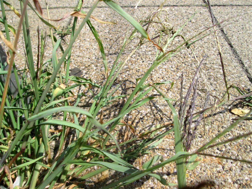 Blutrote Fingerhirse (Digitaria sanguinalis) am Bahnhof Saarbrücken-Ost