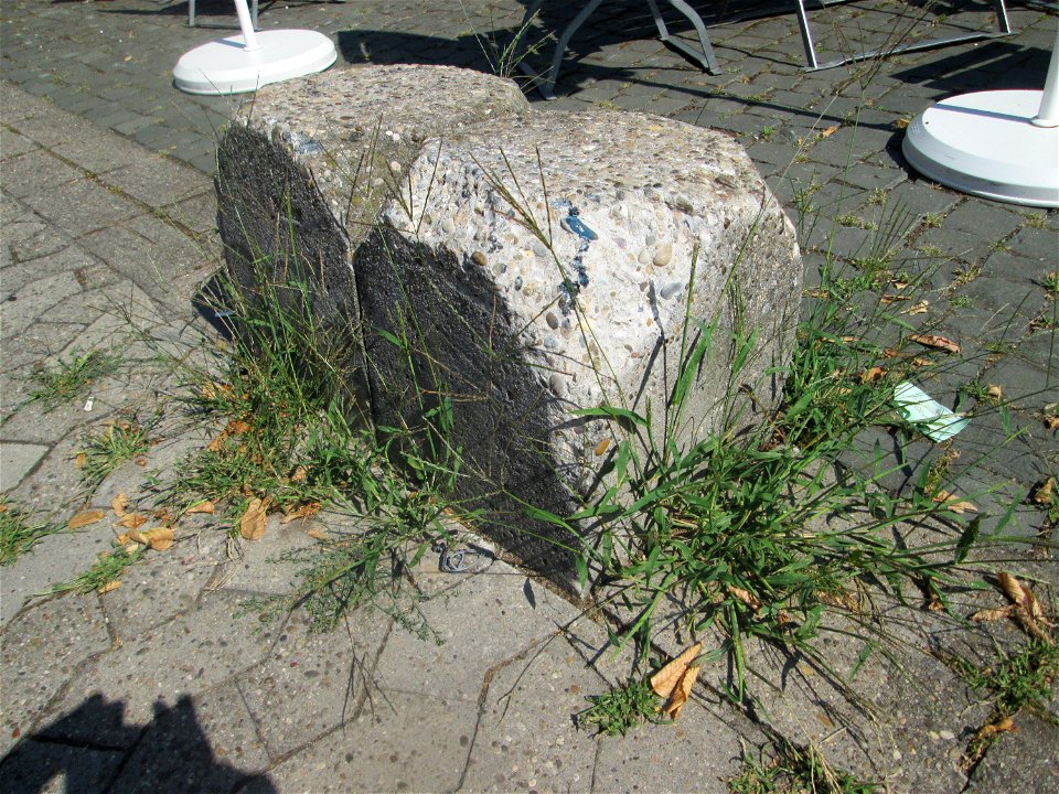 Blutrote Fingerhirse (Digitaria sanguinalis) auf Straßenpflaster in Saarbrücken