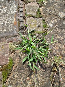 Blutrote Fingerhirse (Digitaria sanguinalis) am Bahnhof Saarbrücken Ost