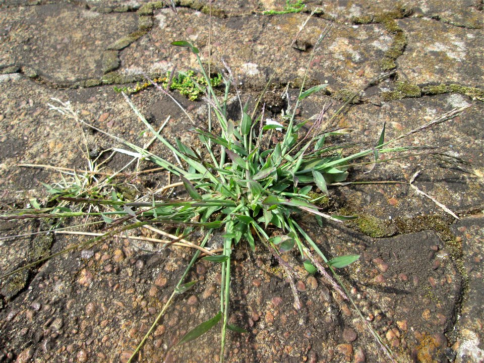 Blutrote Fingerhirse (Digitaria sanguinalis) am Bahnhof Saarbrücken Ost