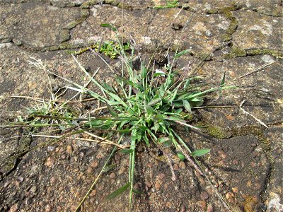 Blutrote Fingerhirse (Digitaria sanguinalis) am Bahnhof Saarbrücken Ost