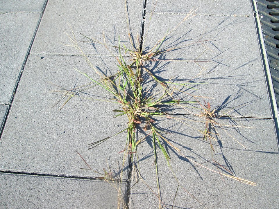 Blutrote Fingerhirse (Digitaria sanguinalis) auf Pflaster am Bahnhof Schwetzingen