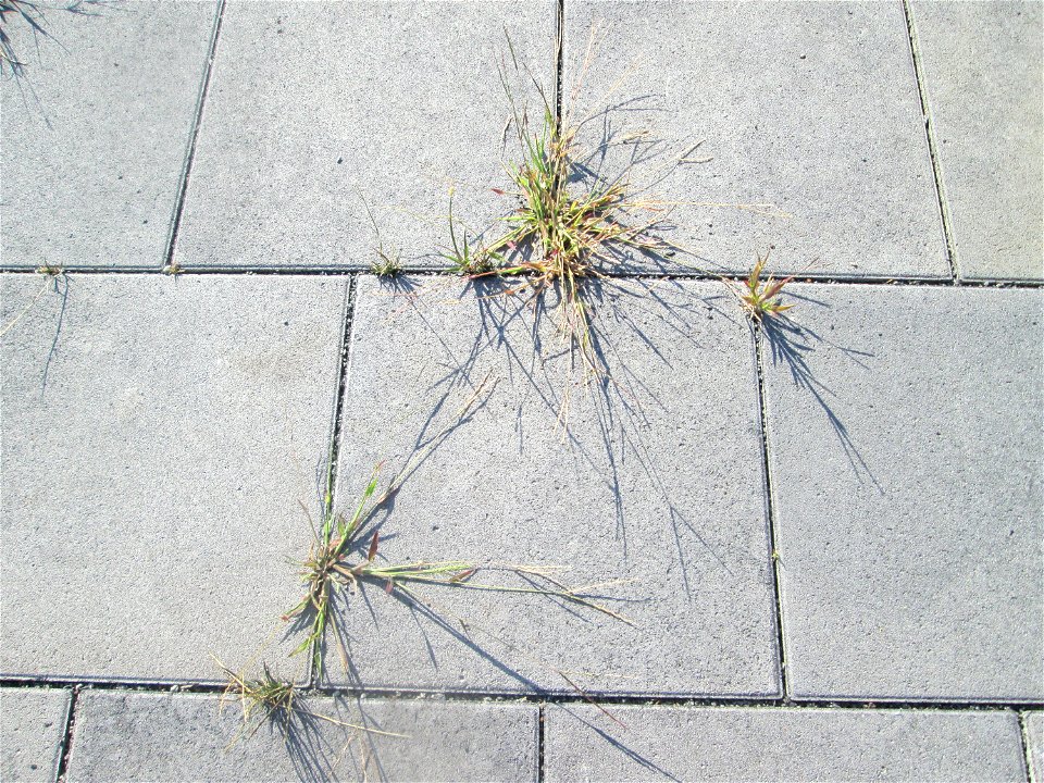 Blutrote Fingerhirse (Digitaria sanguinalis) auf Pflaster am Bahnhof Schwetzingen