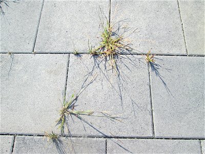 Blutrote Fingerhirse (Digitaria sanguinalis) auf Pflaster am Bahnhof Schwetzingen