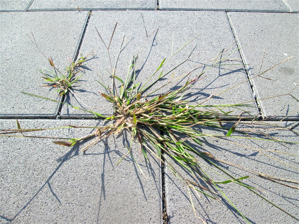Blutrote Fingerhirse (Digitaria sanguinalis) auf Pflaster am Bahnhof Schwetzingen